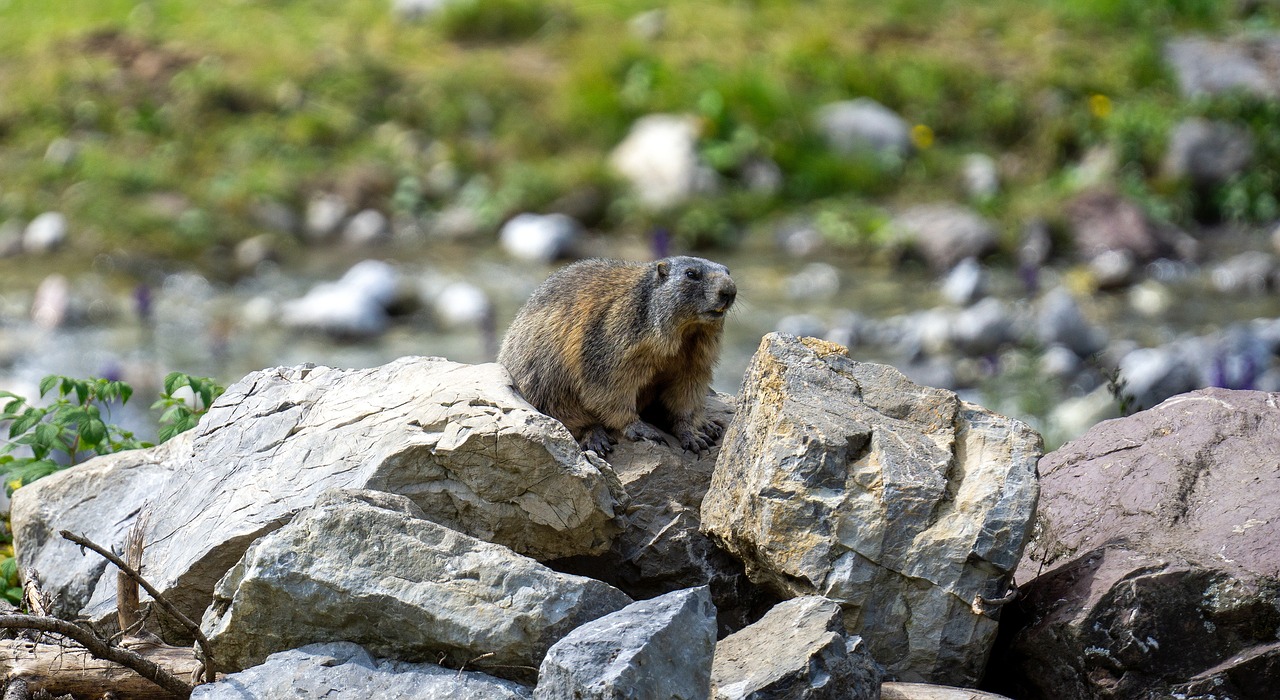 Marmot