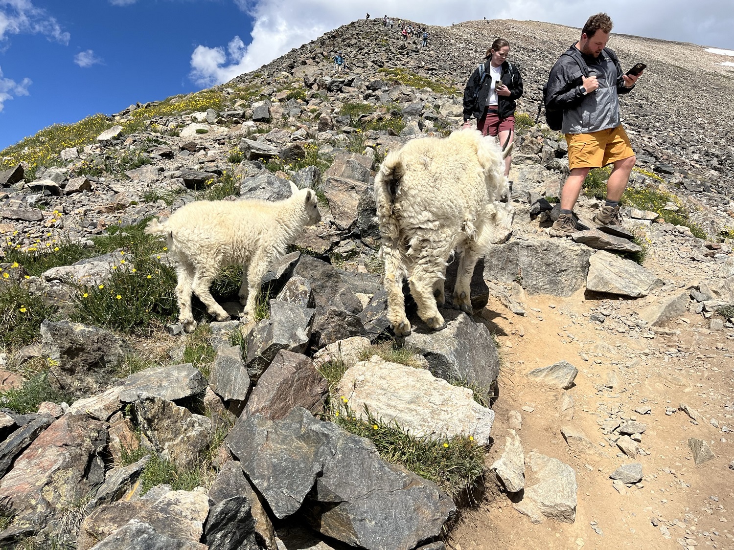 Rocky Mountain Big-horned Sheep mom and baby 