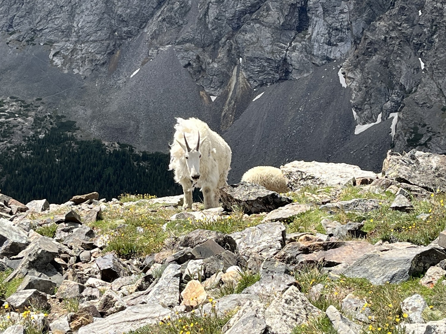 Rocky Mountain Big-horned sheep